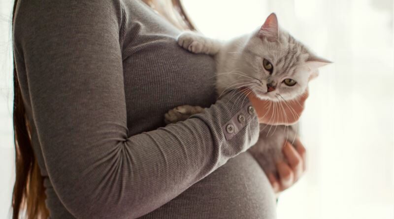 czy koty wyczuwają ciążę